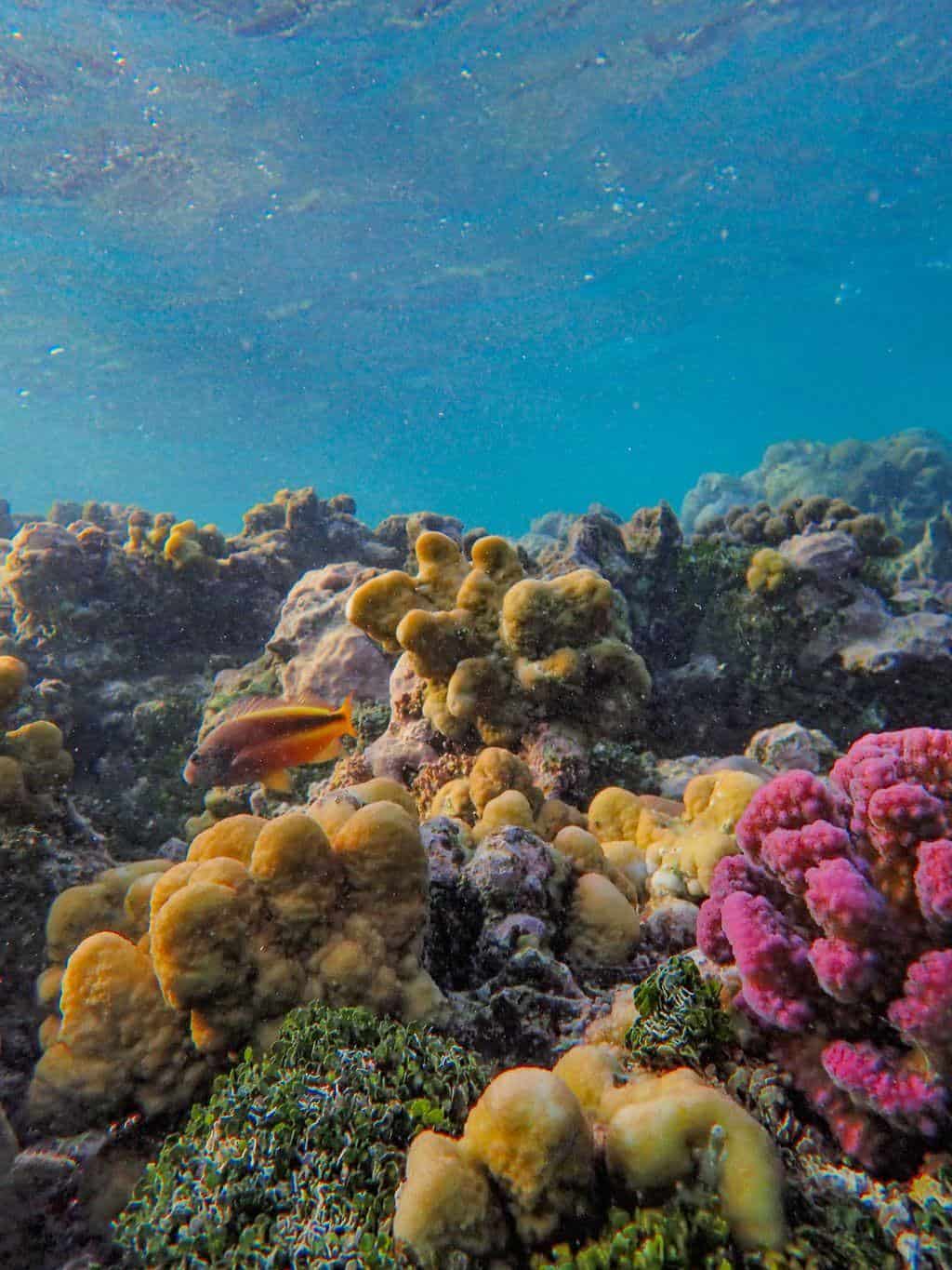 The Best Snorkeling Spots in Cozumel in 2024